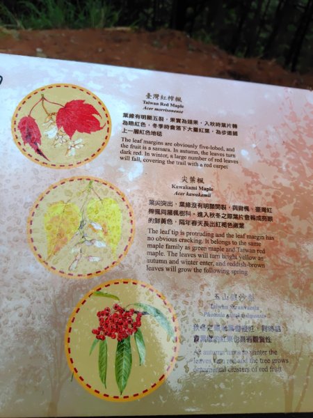 稍來小雪山國家步道、船型山、鞍馬山、鞍馬山東北峰、天池、雪山神木2799948