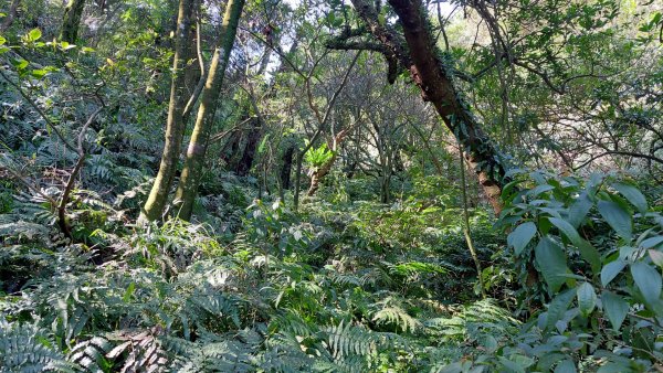 蛇來運轉之蛇年爬蛇山  蛇子形古道-三爪子坑山-蛇子崙山O型2783968