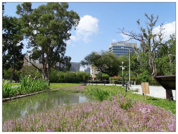 台大校園/流蘇花開903531