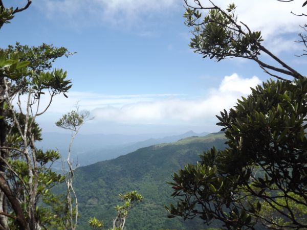 20180617橫嶺山+沙蓮山 大P型352255