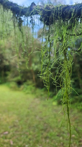 2026-0204 中坑古道_下坑古道O型3005558