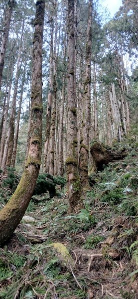 2025 3/1 三星山2723843