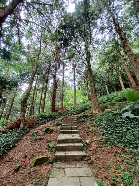 【桃園復興】台灣百大必訪步道。 東眼山森林遊樂區-東眼山自導式步道2835918