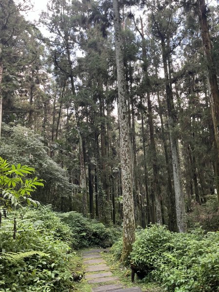 [嘉遊好步道．來嘉走走-04/10] 2024_1011 阿里山頂湖步道2624759