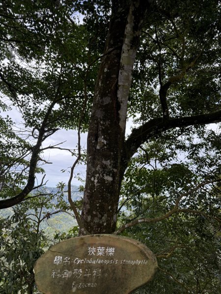 68溪頭天文台鳳凰林道3085016