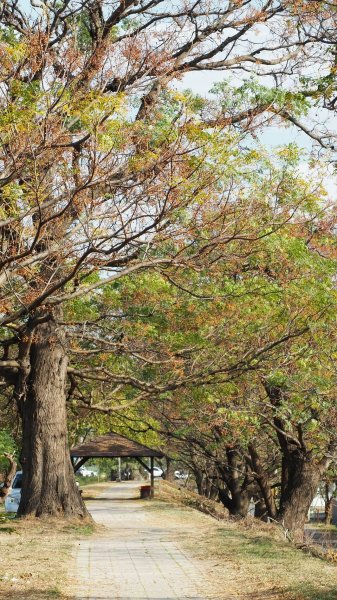 《彰化》堤岸漫步｜大肚溪棒壘場202301141995062