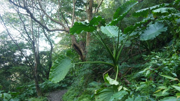 觀音山登山健行趣(小百岳05號)1632413