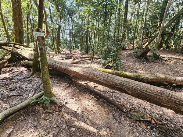 20260220板子寮山舊武界越山橫屏山O型3011654