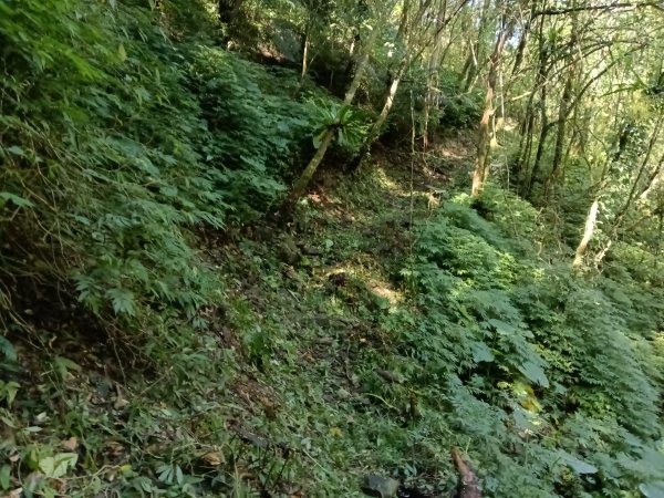 坪林區小粗坑古道+小粗坑山+環山路+楣子寮尖+貴妃池O型2994472