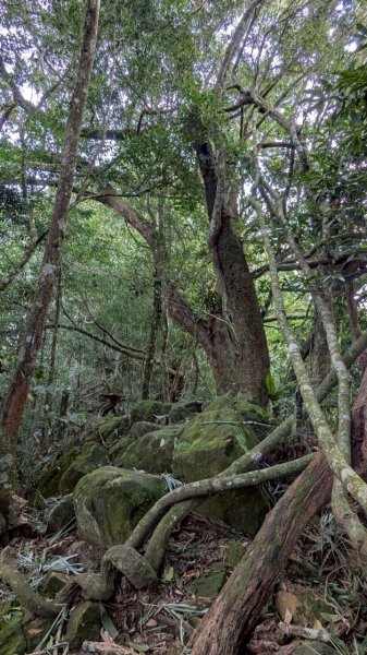 九份二山步道2861229