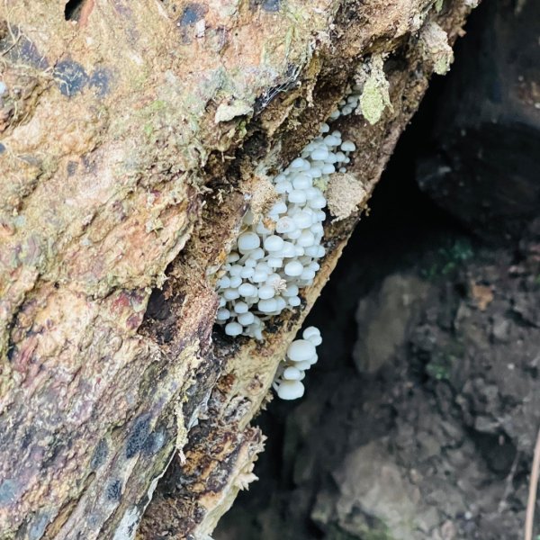 20241221 霞喀羅二天一夜露營賞楓2711945