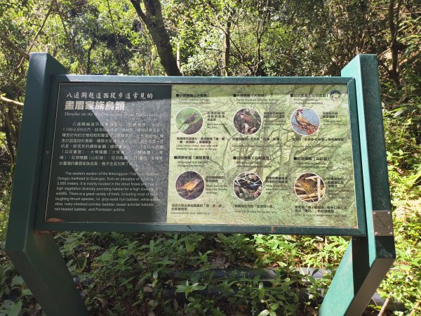 [玉山尋寶任務-07/12] 2025_0824 八通關雲龍瀑布步道2870634