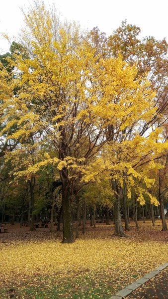 東京都練馬区光が丘公園 健行筆記