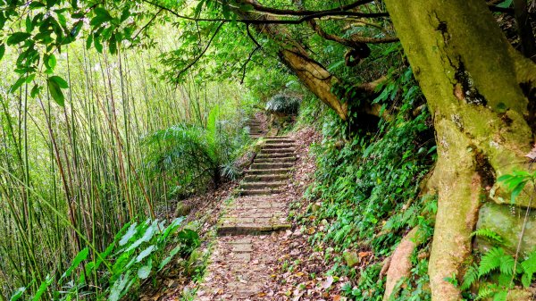 鵝尾梯田櫻花巷2989281