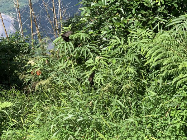 20251004高雄尾寮山-西北峰2907853