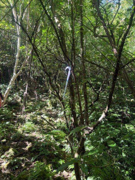 2025-08-30 豎旗山西北稜上-豎旗山-烏山古道西段下2874120