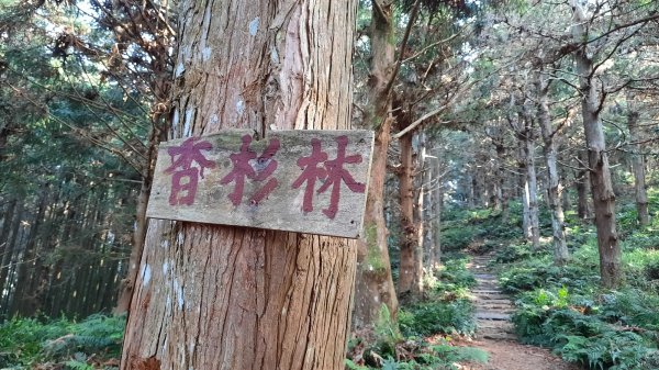 《台中》水晶蘭再現｜鳶嘴西稜線長壽山醜崠山二連峰來回202203201648938