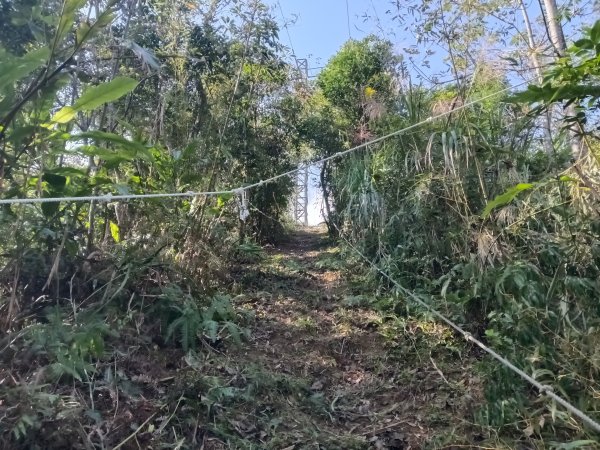 雙溪區東內平林山+上平林山+平林山去回2952473