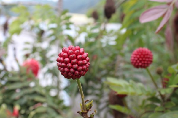 20210417雲林後棟仔山大尖二尖山1358937
