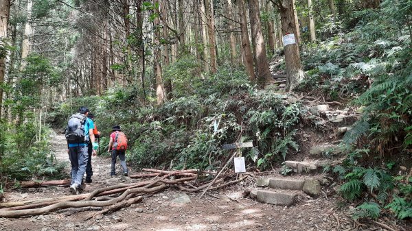 《台中》避暑兼消暑｜香杉林長壽山O繞林道202207191768344