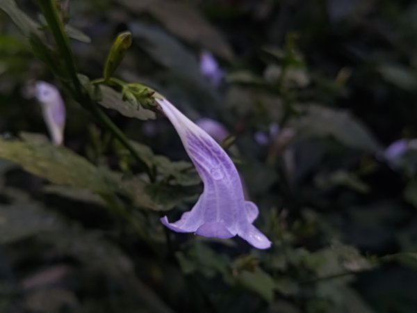 回歸自然的杜仔湖步道上雙子山2677776