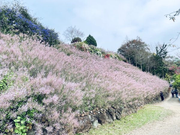 20250224 南投粉紅山丘麝香木秘境2743813