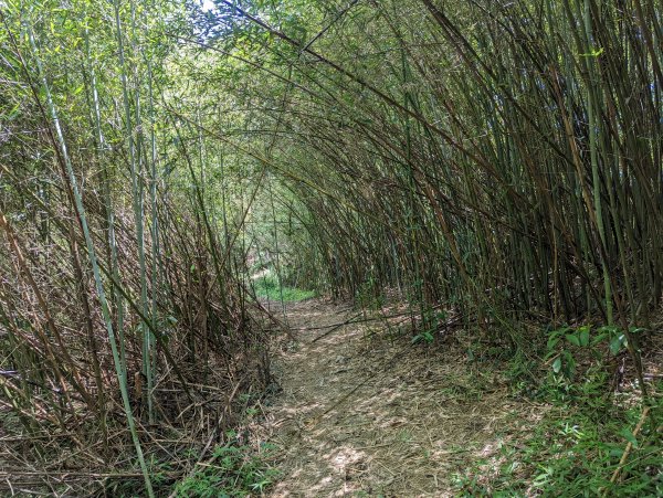 龍船岩五連峰：大湖山。牛稠湖山。牛稠尾山西峰。石崁山。龍船岩山1794056