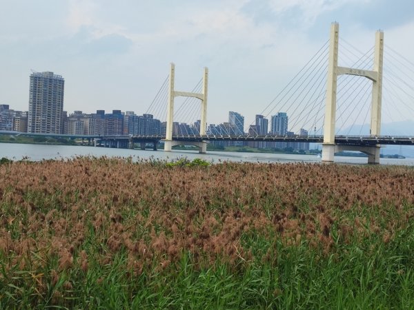 2024年臺北大縱走第八段：捷運動物園站至捷運關渡站2471090