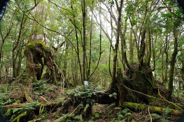 宜蘭 大同 見晴山2890630