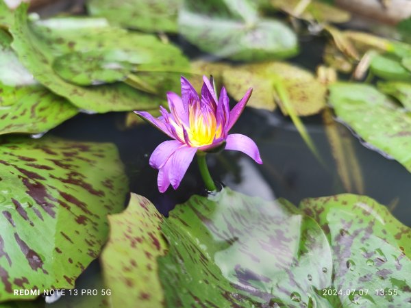 大安森林公園、大稻埕慈聖宮、永樂國小、呷二嘴、內湖瑞陽公園【臺北健走趣】2545432