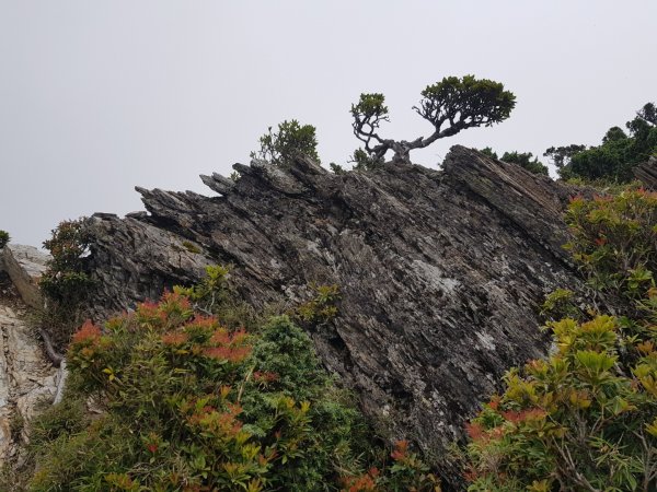 嘉明湖、向陽山三叉山（百岳×19、20）1071434