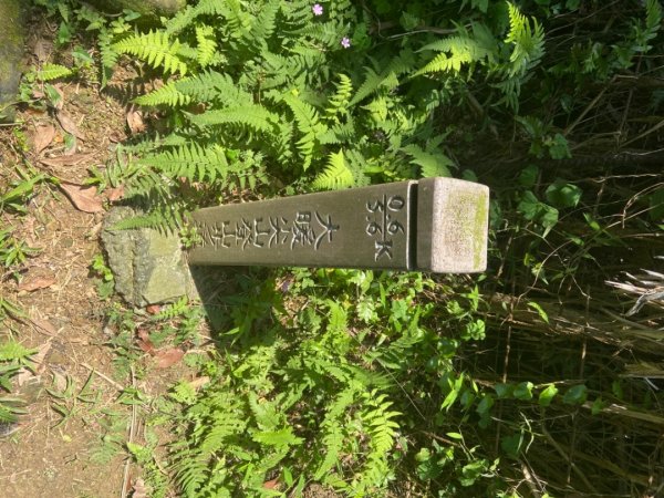 土城天上山O路線桐花季917192