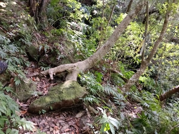 平溪區石古井古道(新路徑)+青林山+盤山坑古道O型2893276