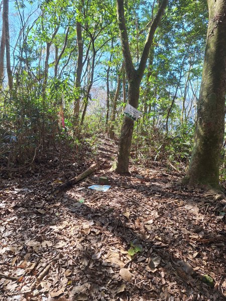 泰安麻必浩林道南坑山O型202502282724669