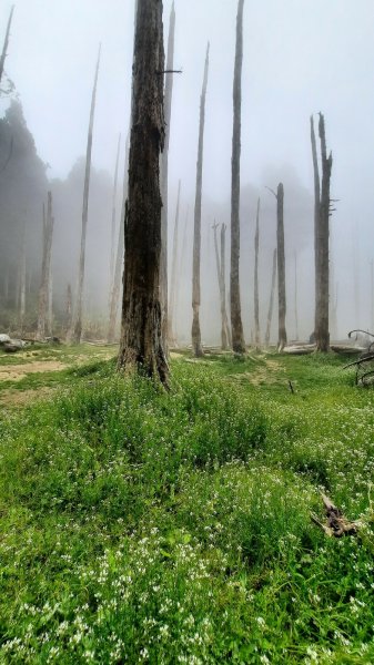 《南投》忘憂森林｜嶺頭山及金柑樹山O繞(留龍頭起登)202303182076878