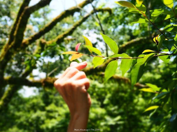 《宜蘭》植物博物館｜員山福山植物園201805182889179