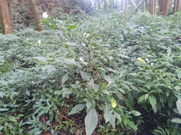 回歸自然的杜仔湖步道上雙子山2677779