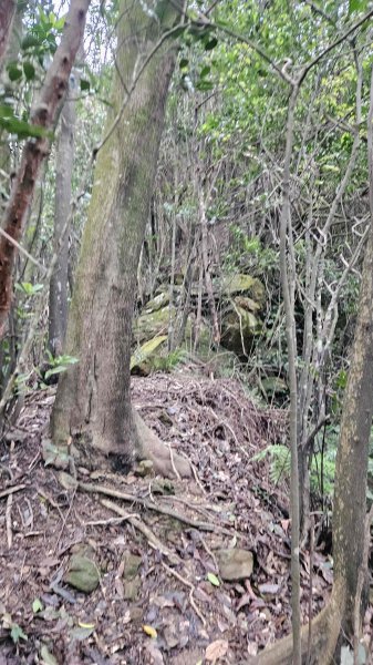 20260203石頭厝山-如意湖-彩虹橋稜線封面