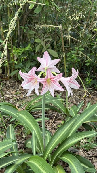 20251219微笑山線：【天上山系】烘爐地土地公段2982918