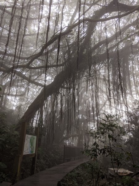 【高雄柴山】越野跑1171294