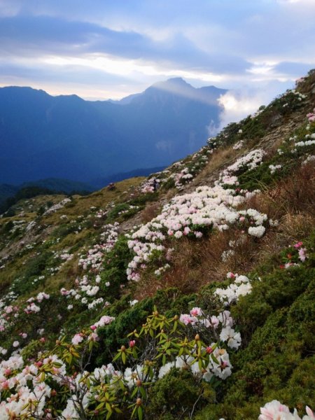 賞心悅目～賞高山玉山杜鵑1374460