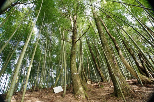 桃園 復興 牌子山、金平山2952218