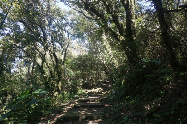 大屯山系｜彌陀山、青楓步道1282659