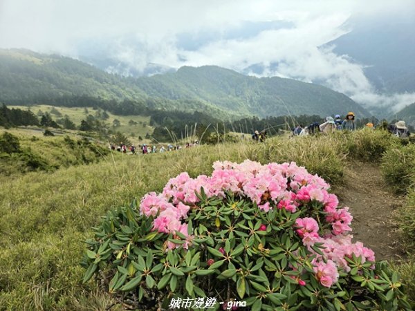 【南投仁愛】合歡東峰步道x合歡石門山步道(賞杜鵑)