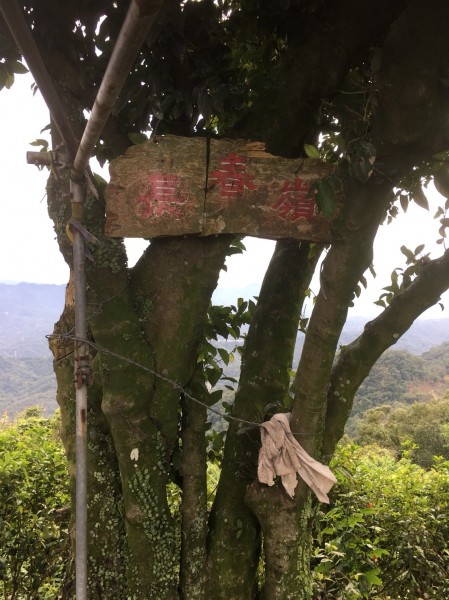 2018.1.18三峽鳶山登山步道255617