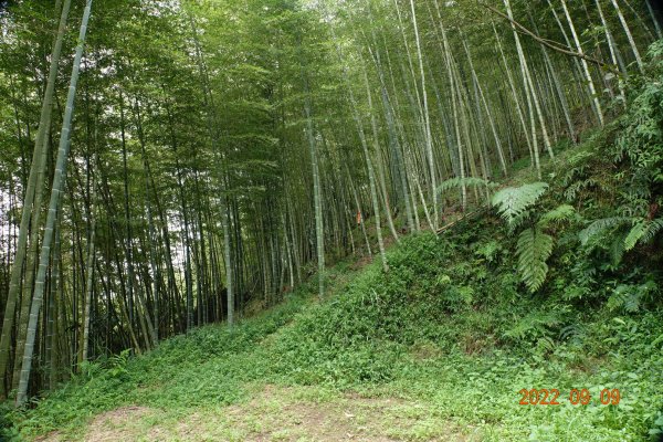 南投 信義 人倫山1839853