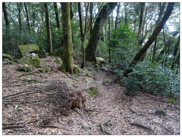 屋我尾山 北登山口 (大雪山林道31.3K)2985517