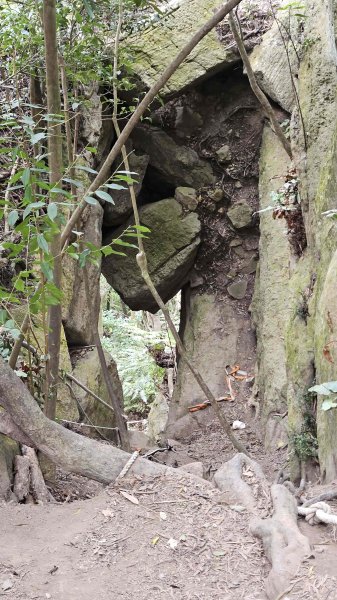 20260126北投貓咪洞-熱海岩場-八頭山2990707