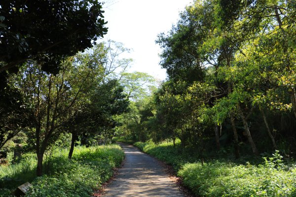 藍天綠意練腳力。 坑內坑森林步道781855