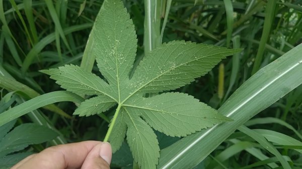 內樹尾、田中**山2708947